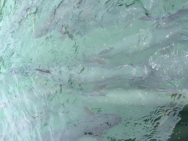 Tarpon Fishing In The Florida Keys May 2016