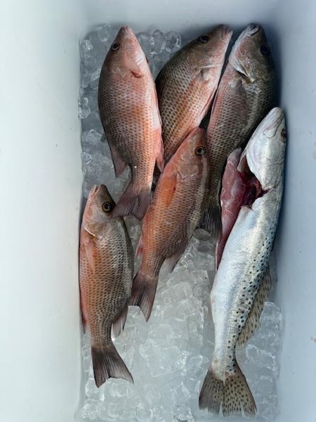 Great Mangrove Snapper Bite
