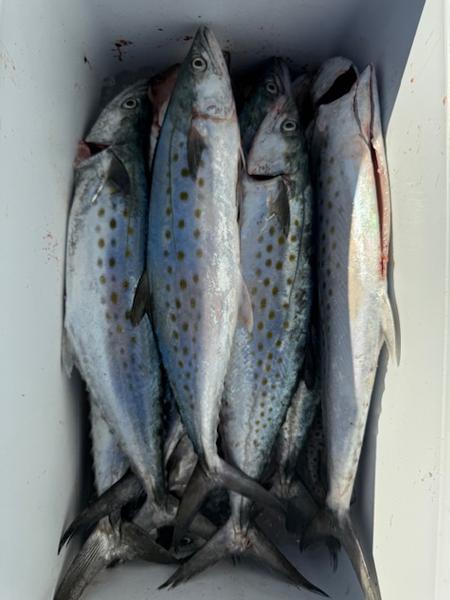 It's Time to Catch Snapper, Trout and Spanish Mackerel