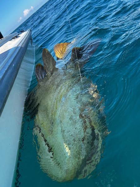 Goliath Grouper and Tripletail