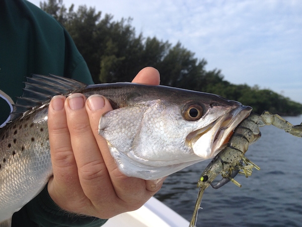 Sea Trout